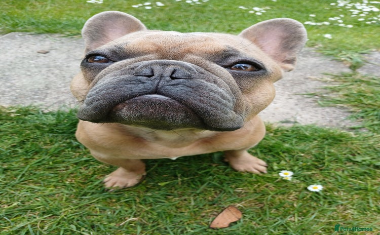 French Bulldog dogs - Advert 1