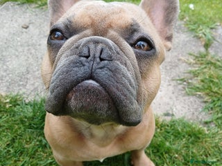 French Bulldog dogs - Advert 31