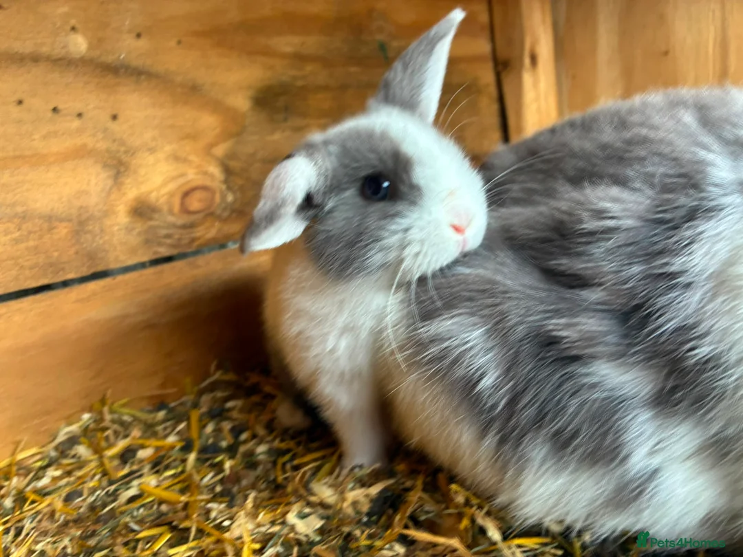 Mini Lop rabbits for sale: Baby mini lops / lion lops in Nottingham - Advert 2