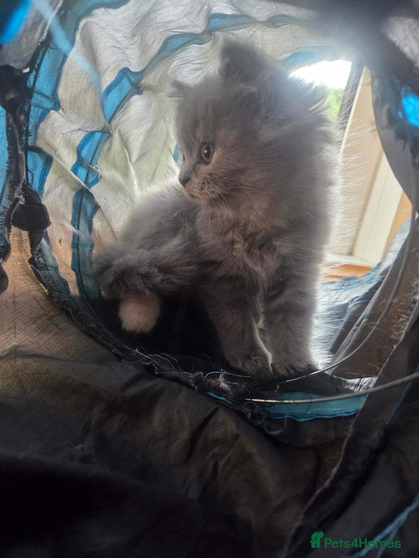 British Shorthair cats Last Scottish straight blue girl ready now - Advert 10