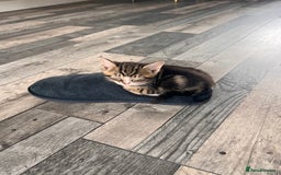Domestic Shorthair cats for sale: 2 Female Tabby Kittens For Sale - Image 5