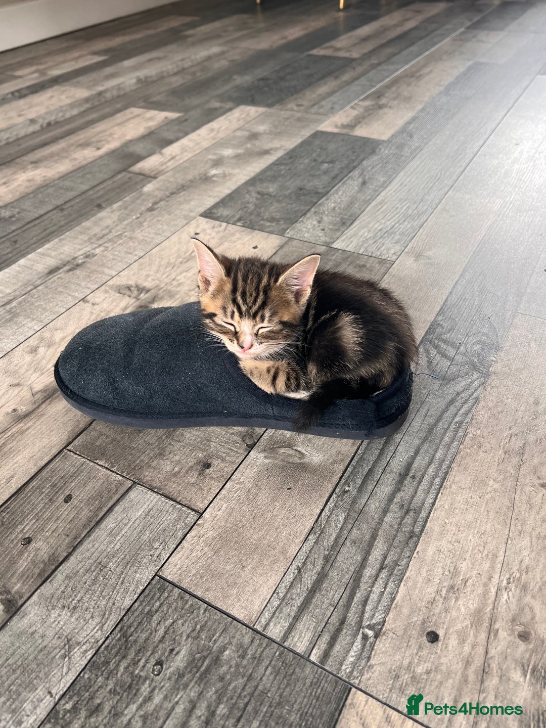 Domestic Shorthair cats for sale: 2 Female Tabby Kittens For Sale - Image 5