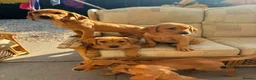 Labrador Retriever dogs for sale: working line Labrador retriever  - Advert 3