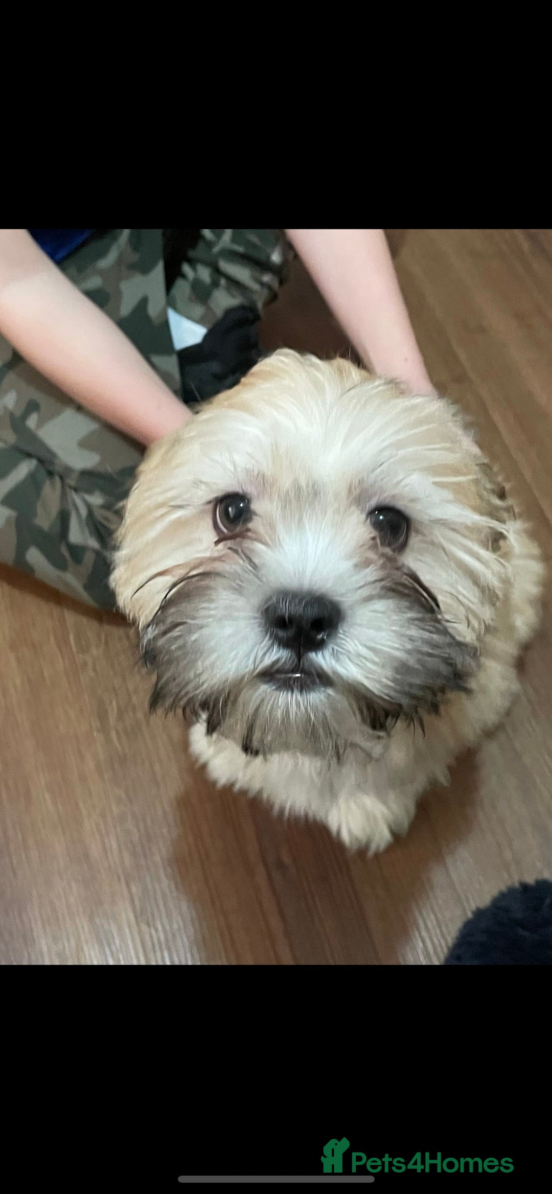Lhasa Apso dogs for stud: KC registered experienced Champagne boy for stud in Chelmsford - Advert 7