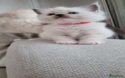 Ragdoll cats for sale: Adorable Ragdoll Kittens  - Image 25