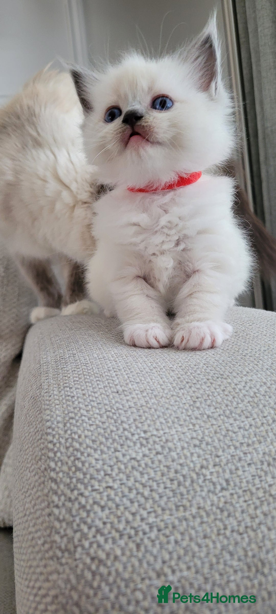 Ragdoll cats for sale: Adorable Ragdoll Kittens  - Image 25