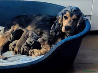 Cockapoo dogs Two beautiful sisters F1 cockapoos - Advert 5