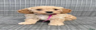 Pink Collar
