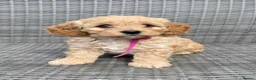 Cavapoochon dogs for sale: Cavapoochon Pups For Sale - Advert 3