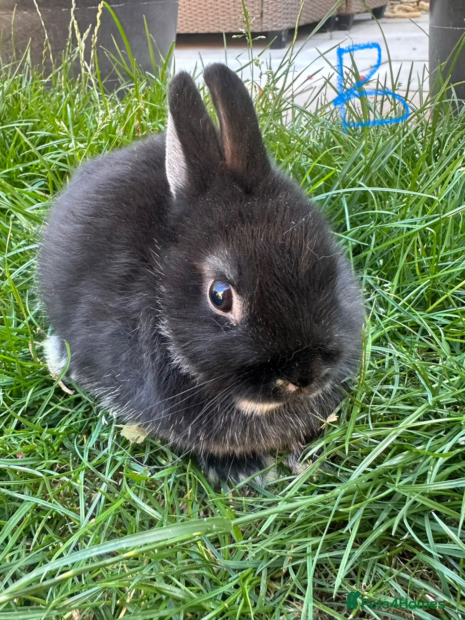 Netherland Dwarf rabbits Netherland Dwarf Rabbits For Sale - Advert 2