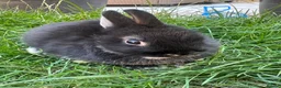 Netherland Dwarf rabbits for sale: Netherland Dwarf Rabbits For Sale - Advert 2