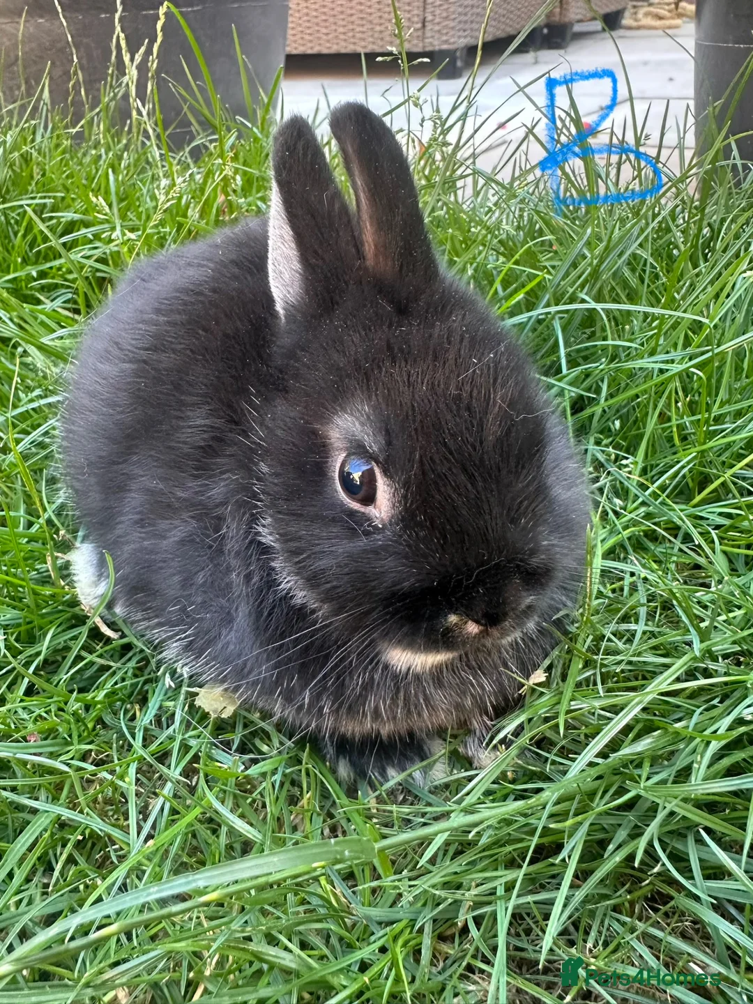 Netherland Dwarf rabbits for sale: Netherland Dwarf Rabbits For Sale - Advert 2
