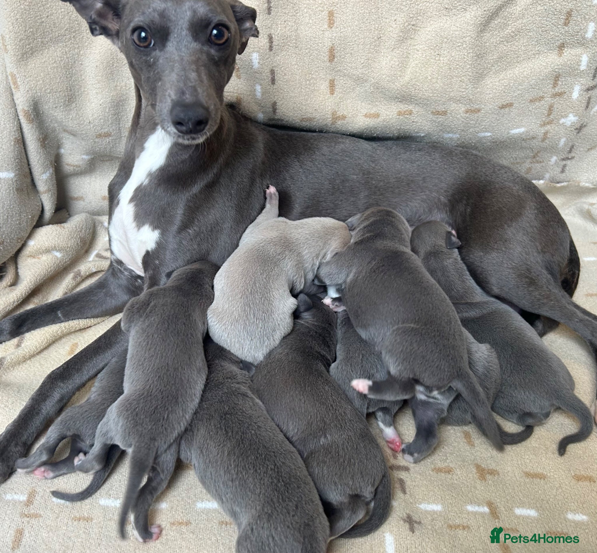 Whippet dogs Stunning blue and white whippet puppies  - Advert 4
