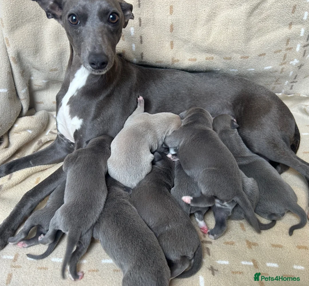 Whippet dogs for sale: Stunning blue and white whippet puppies  - Advert 1
