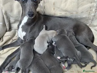 Whippet dogs Stunning blue and white whippet puppies - Advert 4