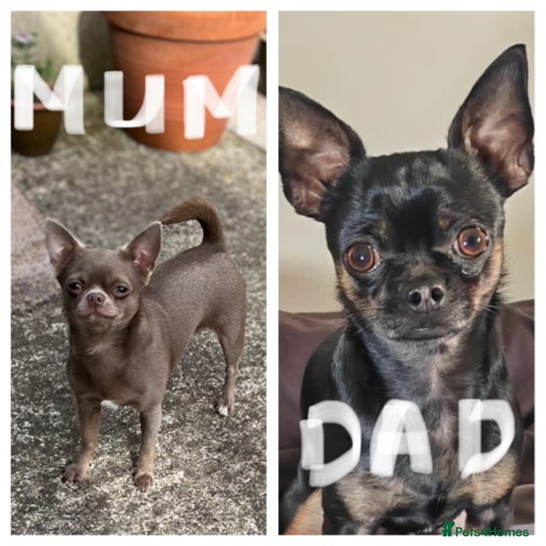 Chihuahua dogs for sale: ** Absolutely stunning small Chihuahuas ** - Image 10