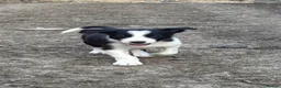 Border Collie dogs for sale: Beautiful pups - Advert 3