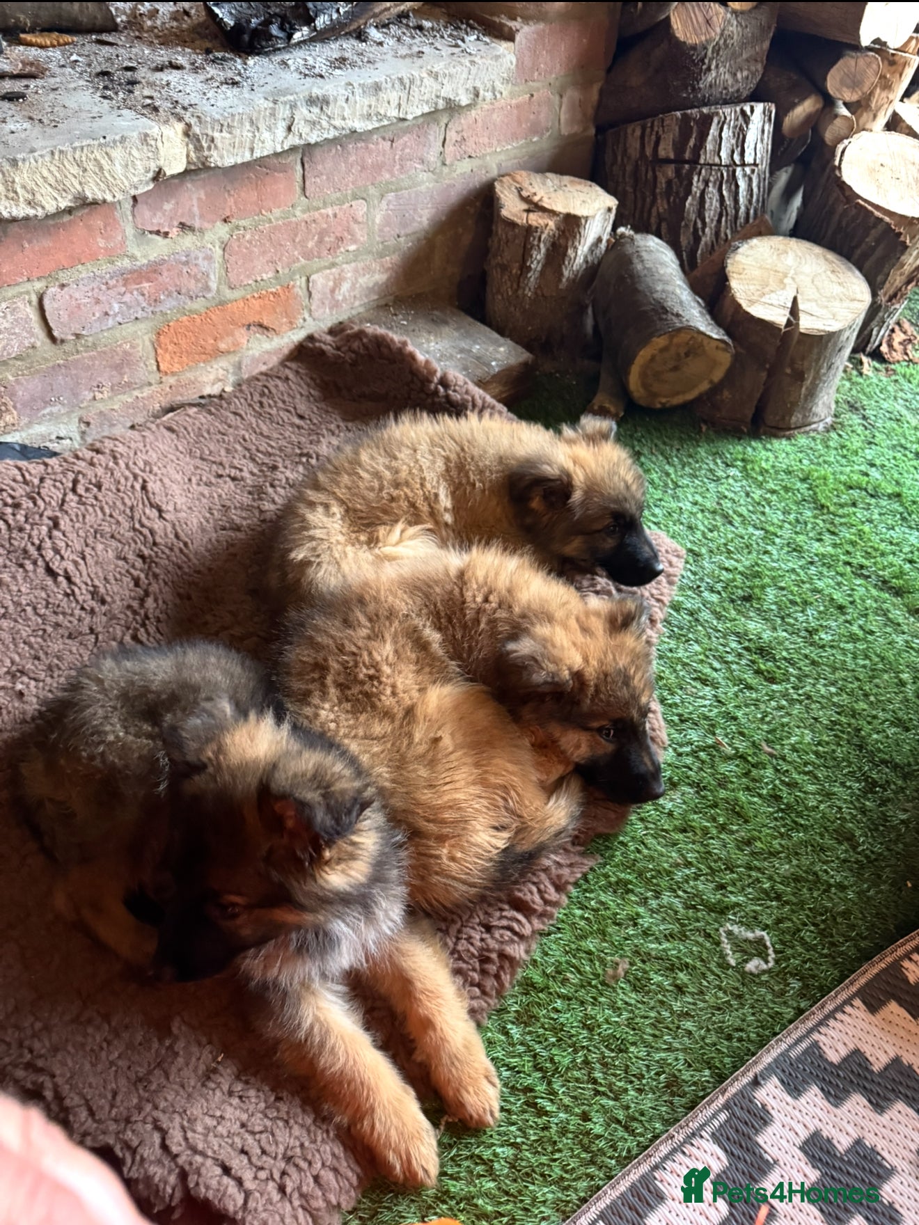 German Shepherd dogs German Shepard puppy - Advert 5