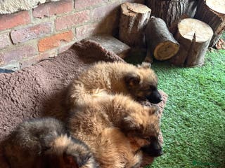 German Shepherd dogs German Shepard puppy - Advert 15