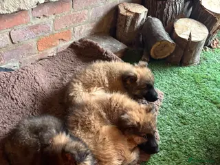 German Shepherd dogs German Shepard puppy - Advert 13