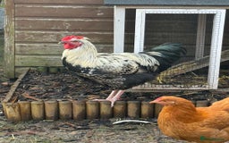 Chickens poultry for sale: Two cockerels for sale - Advert 1