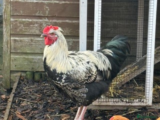 Chickens poultry Two cockerels for sale - Advert 1