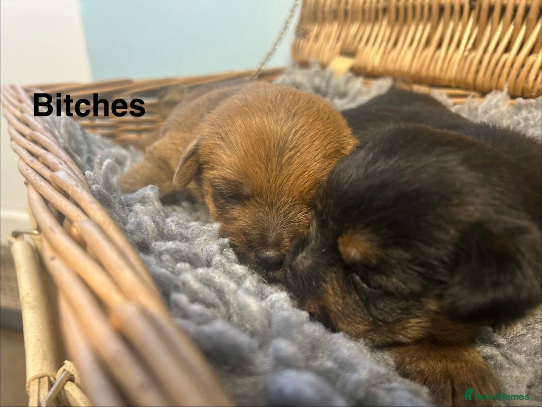 Norfolk Terrier dogs for sale: KC Norfolk terrier puppies  - Advert 7