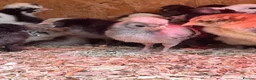 Mixed Breed poultry for sale: Ducks, ducklings, pullets, chicks - Advert 13