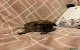 French Bulldog dogs for sale: french bulldog puppies in Manchester - Image 12