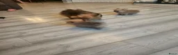 Pomeranian dogs for sale: 2 female pomeranian puppies - Advert 8