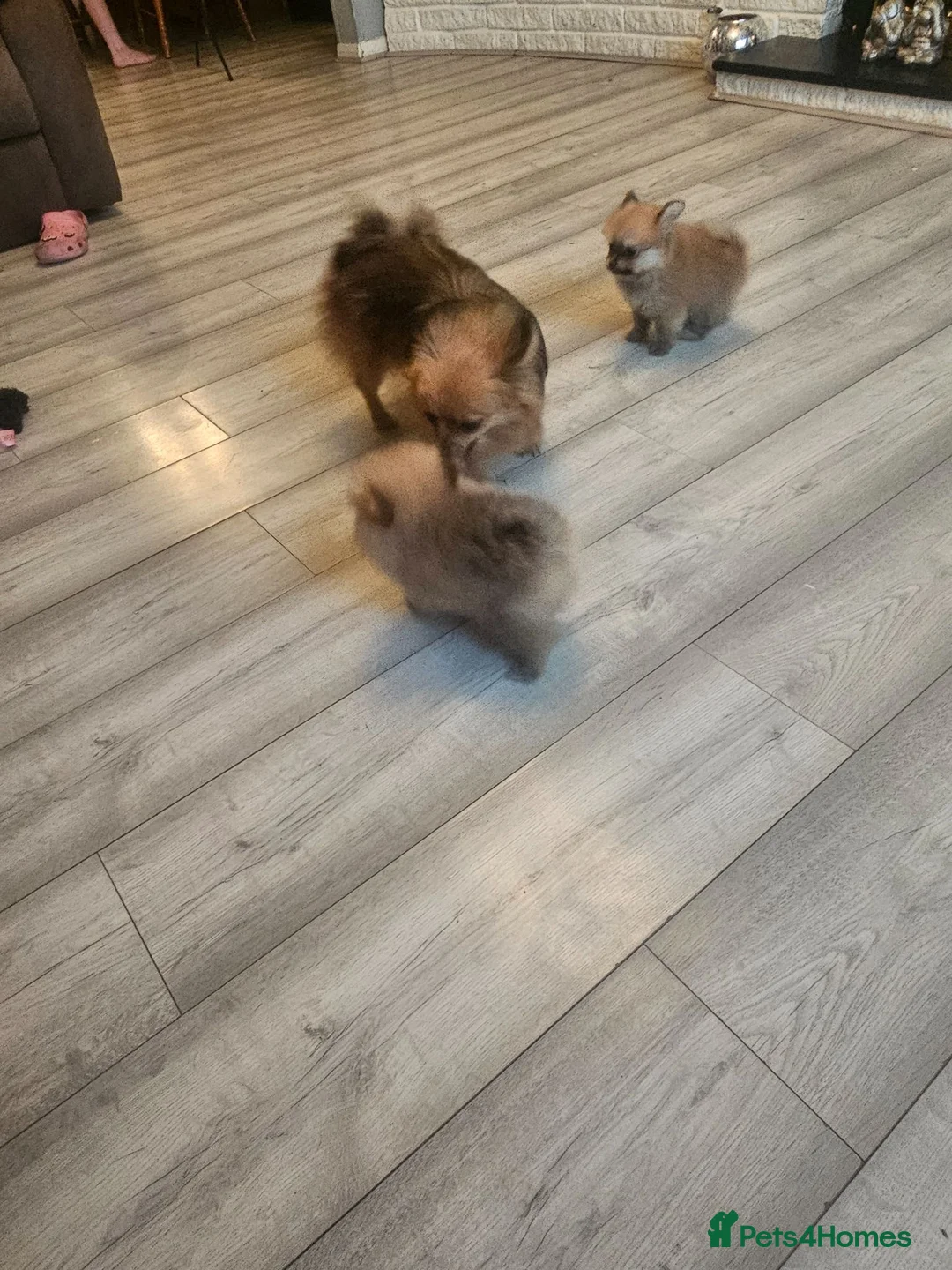 Pomeranian dogs for sale: 2 female pomeranian puppies - Advert 8