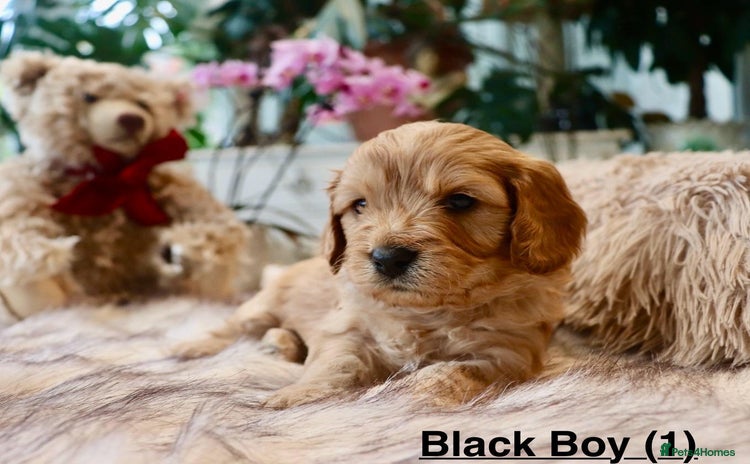 Cavapoochon dogs - Advert 1