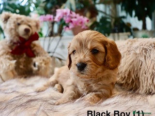 Cavapoochon dogs - Advert 8