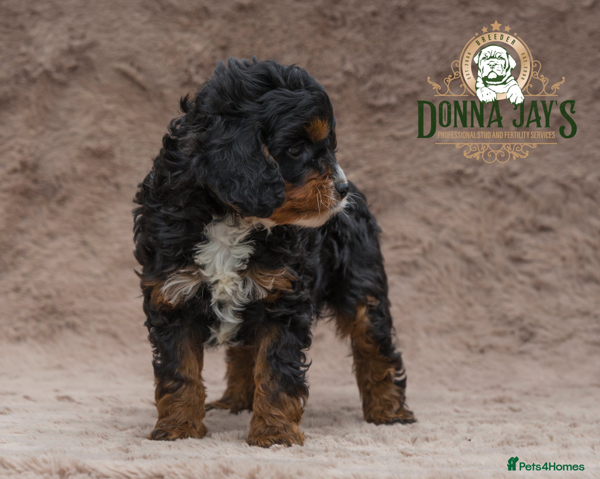 Cavapoo dogs DONNAJAYS 💫 exceptional F1 Toy Cavapoo babies  - Advert 2