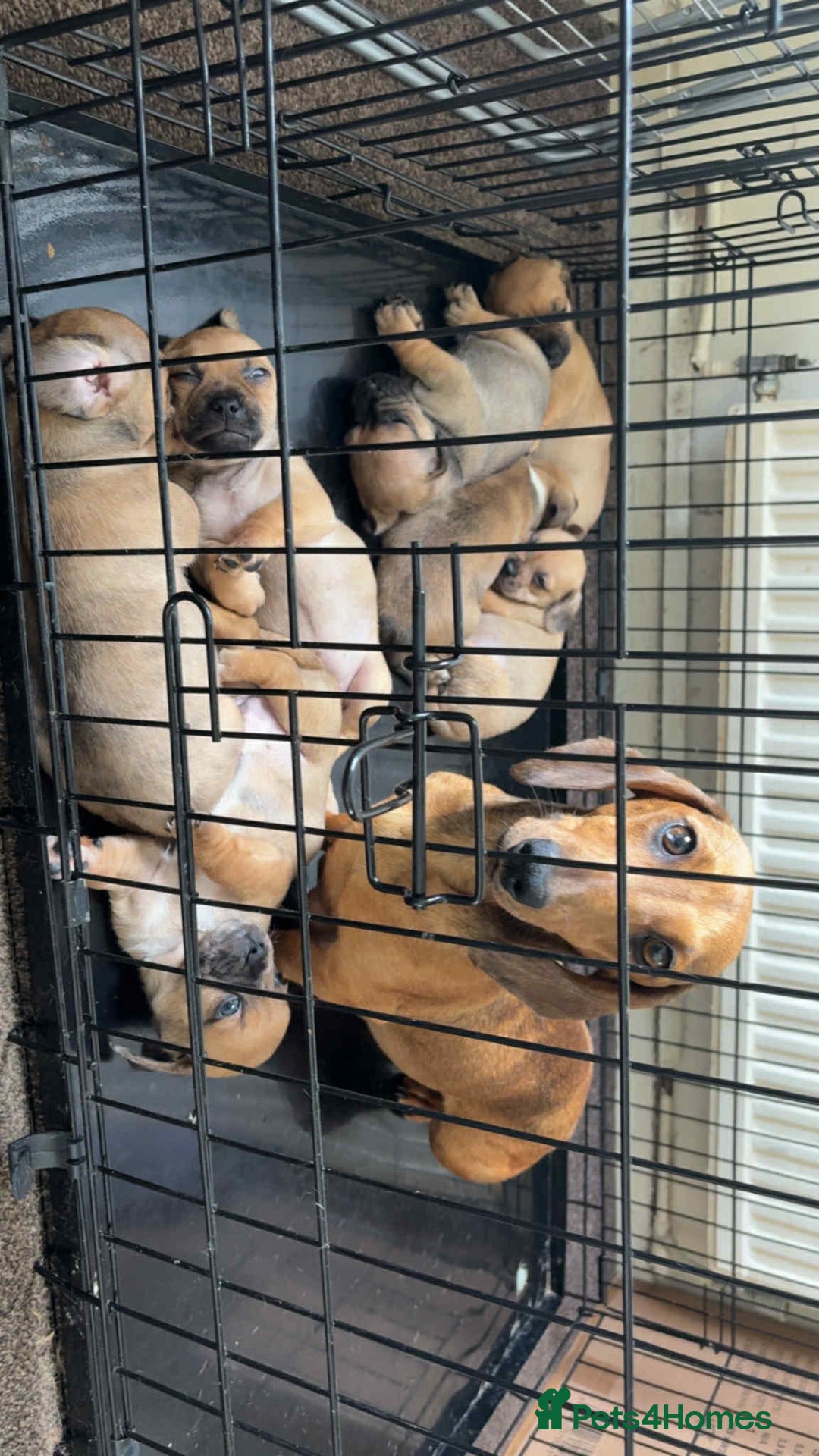 Mixed Breed dogs for sale: dachshund  x pug puppy's  - Image 9