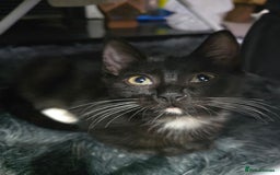 British Shorthair cats for sale: Male British shorthair/tabby kitten for free - Advert 4