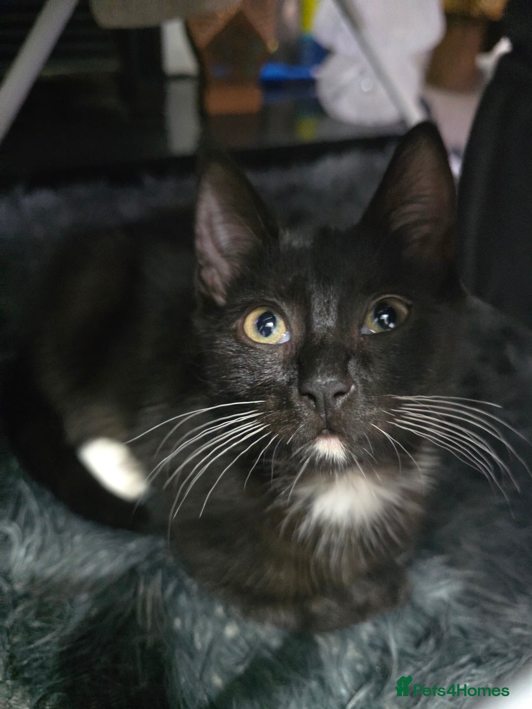 British Shorthair cats for sale: Male British shorthair/tabby kitten for free - Advert 4