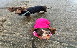 Miniature Dachshund dogs for sale: 💛 Loving Dapple Miniature Dachshund Pair 💛 - Image 17