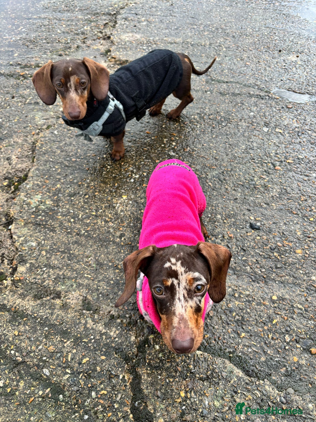 Miniature Dachshund dogs for sale: 💛 Loving Dapple Miniature Dachshund Pair 💛 - Image 17