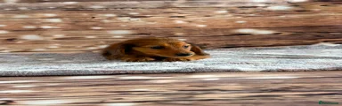 Miniature Dachshund 4