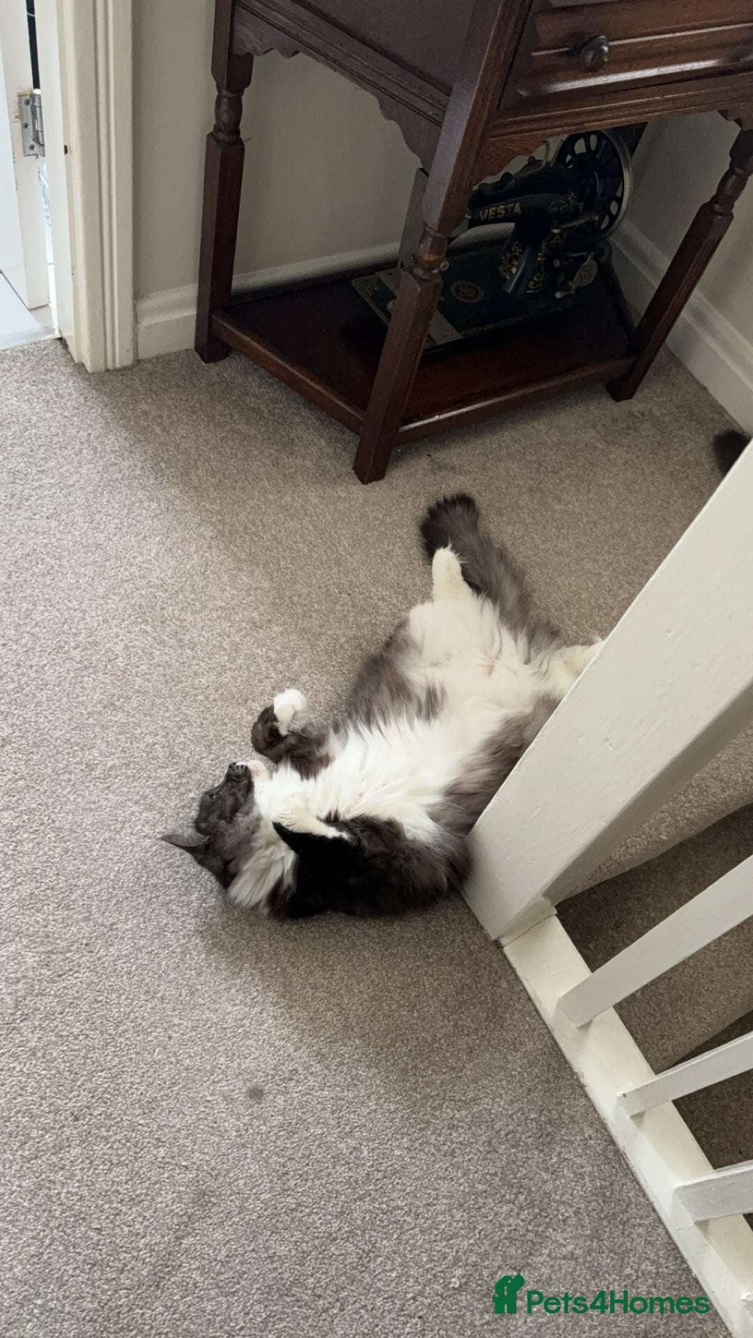 Mixed Breed cats for sale: Mila female 3 year old - Advert 9