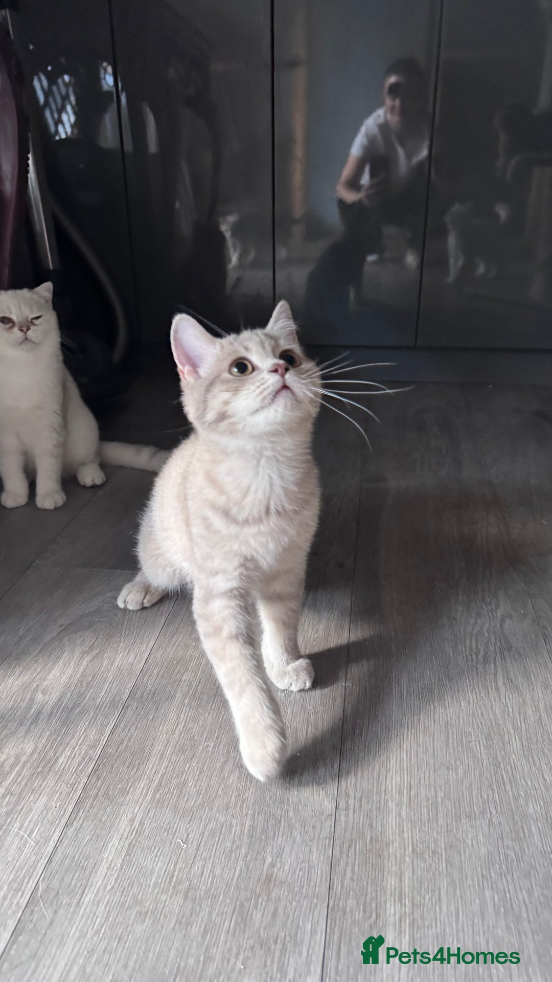 Scottish Fold cats for sale: Scottish fold and Scottish straight Tica pedigree  in Croydon - Image 20