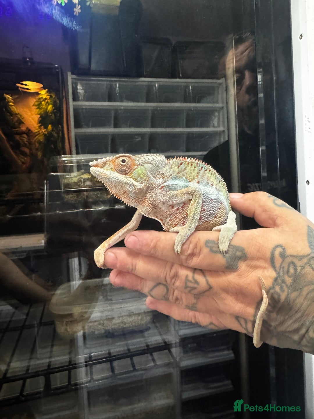 Chameleon reptiles for sale: Male panther chameleon with set up - Image 3