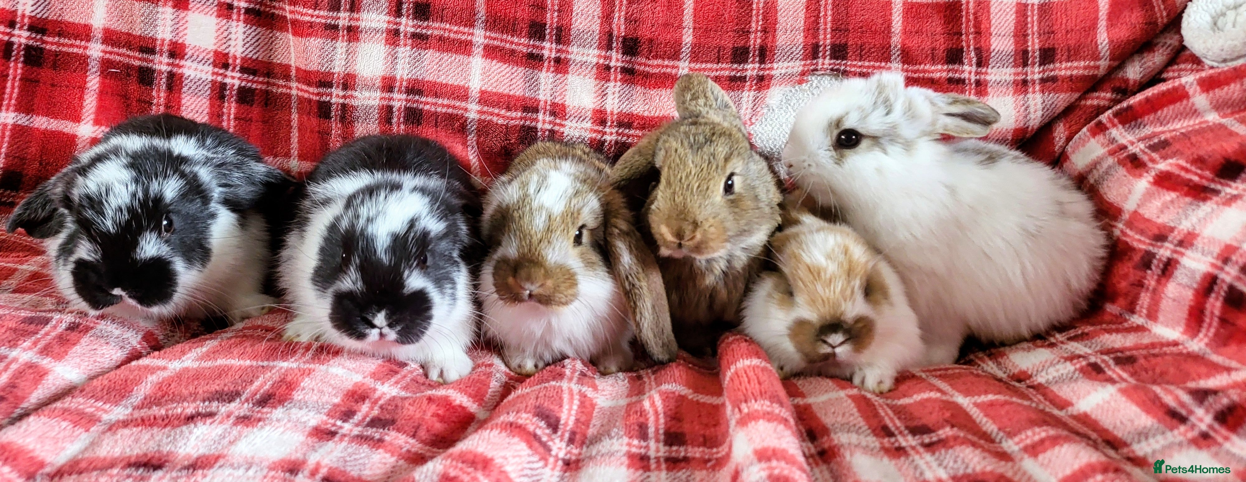 Mini Lop rabbits French lop x mini lop  - Advert 13