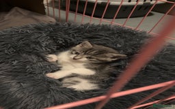 Mixed Breed cats for sale: Four beautiful kittens and mother  - Image 3