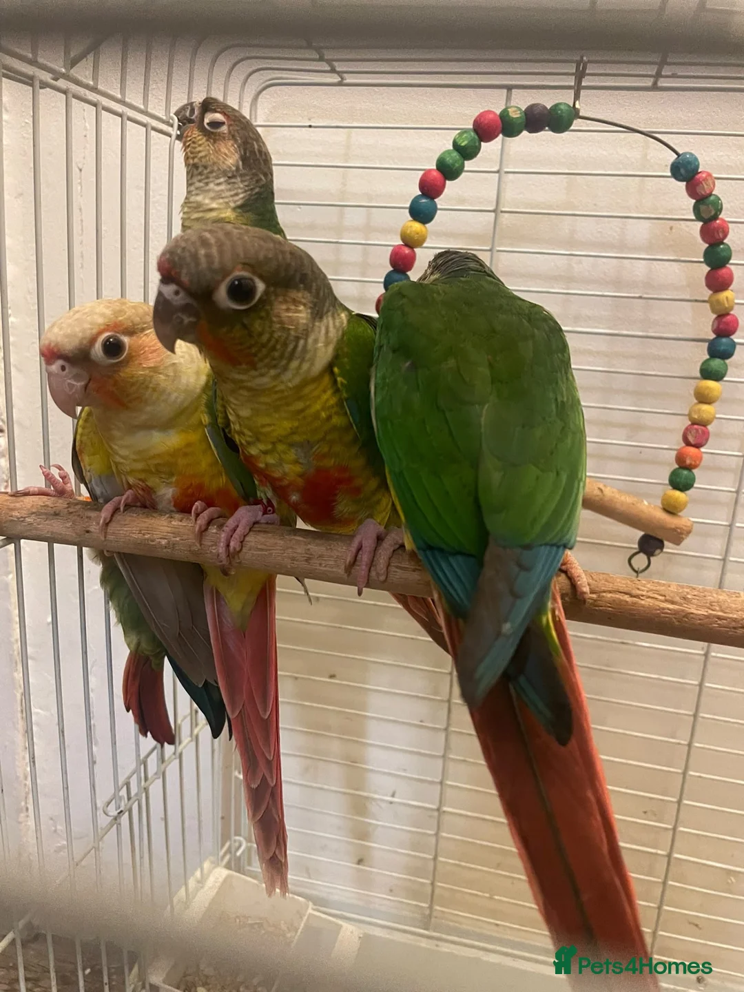 Conures birds for sale: Conures  in Barking - Advert 2