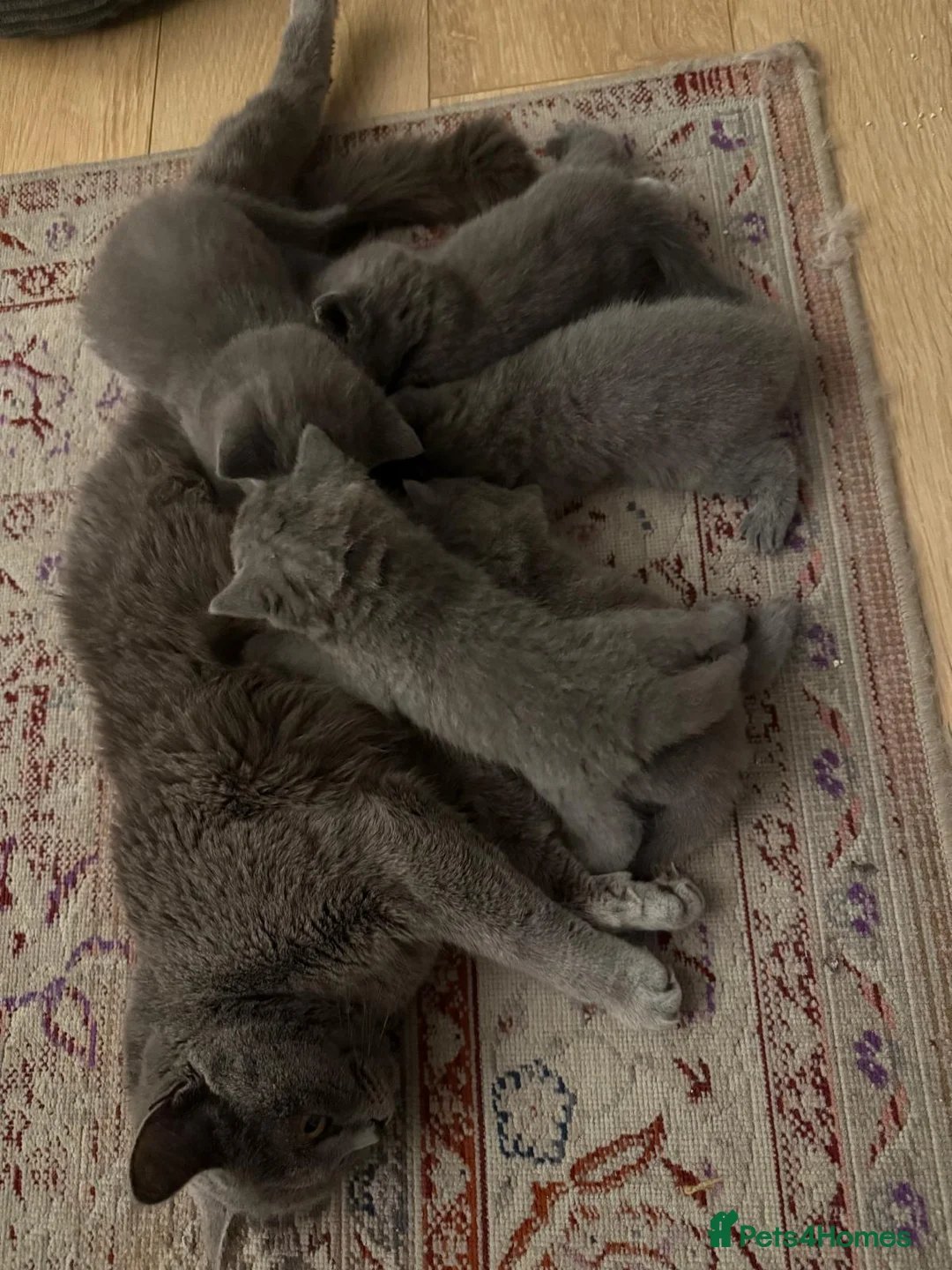 British Shorthair cats for sale: lovely british short hair - Advert 9