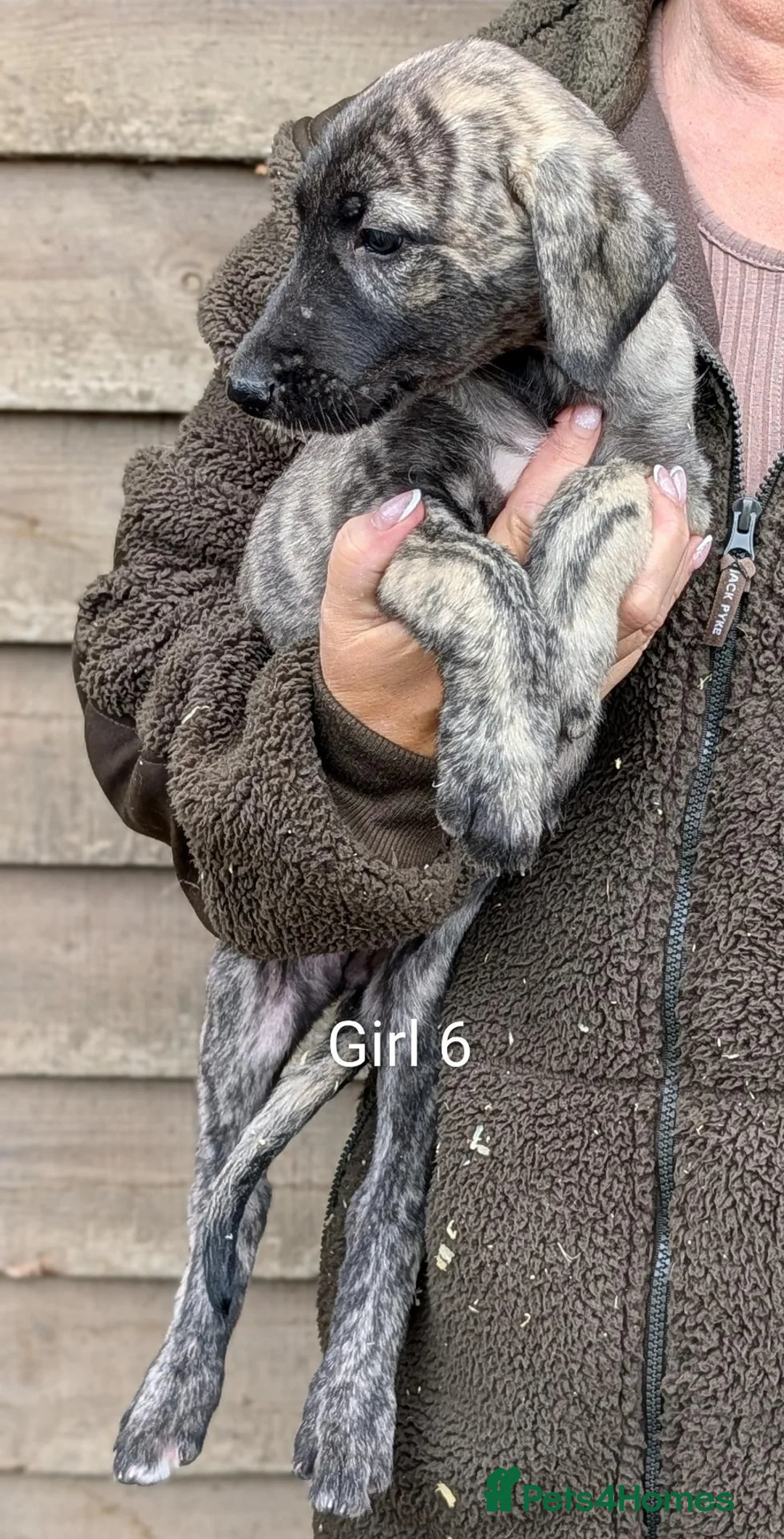 Irish Wolfhound dogs for sale: Wolfhound/Caucasian  - Advert 2
