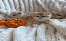 British Shorthair cats for sale: 🧡Exceptional golden British Shorthair🧡 - Image 2