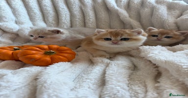 British Shorthair cats - Advert 3